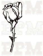 /album/kvety-stromy/kvety-10-jpg/